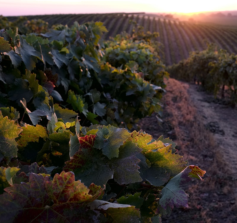 Specialyst_Wine_Detail_Footer_800x750_mobile